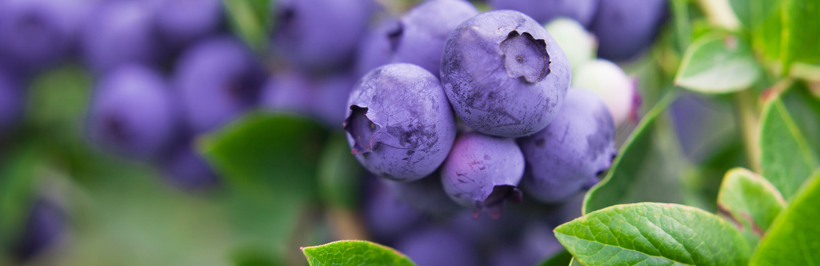 Watering camellias, blueberries and other acid loving plants
