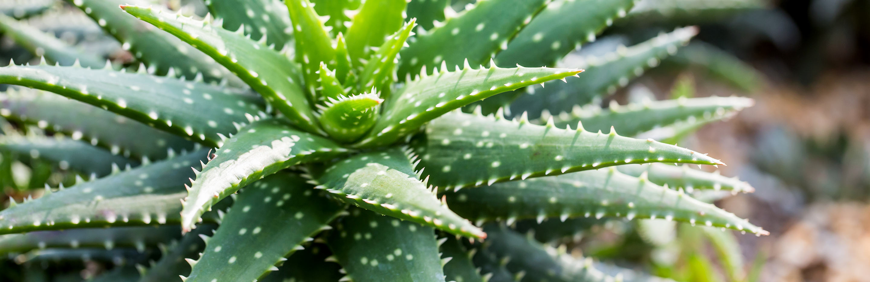 aloe vera pflegen