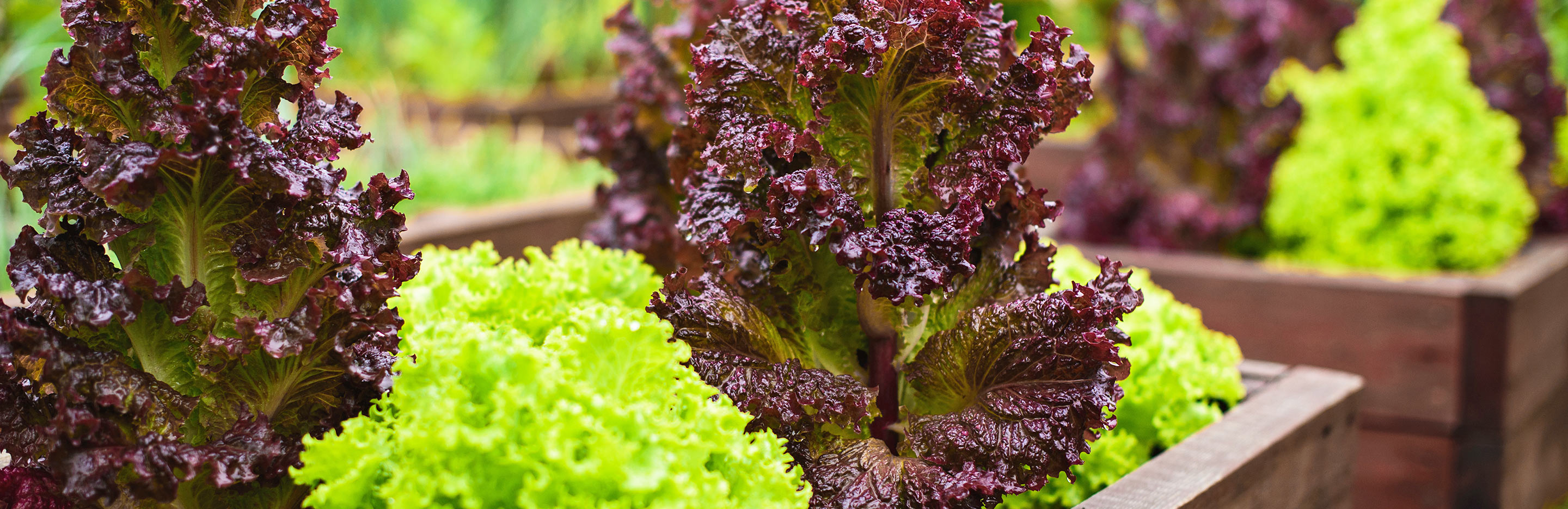 What are the easiest vegetables to grow?