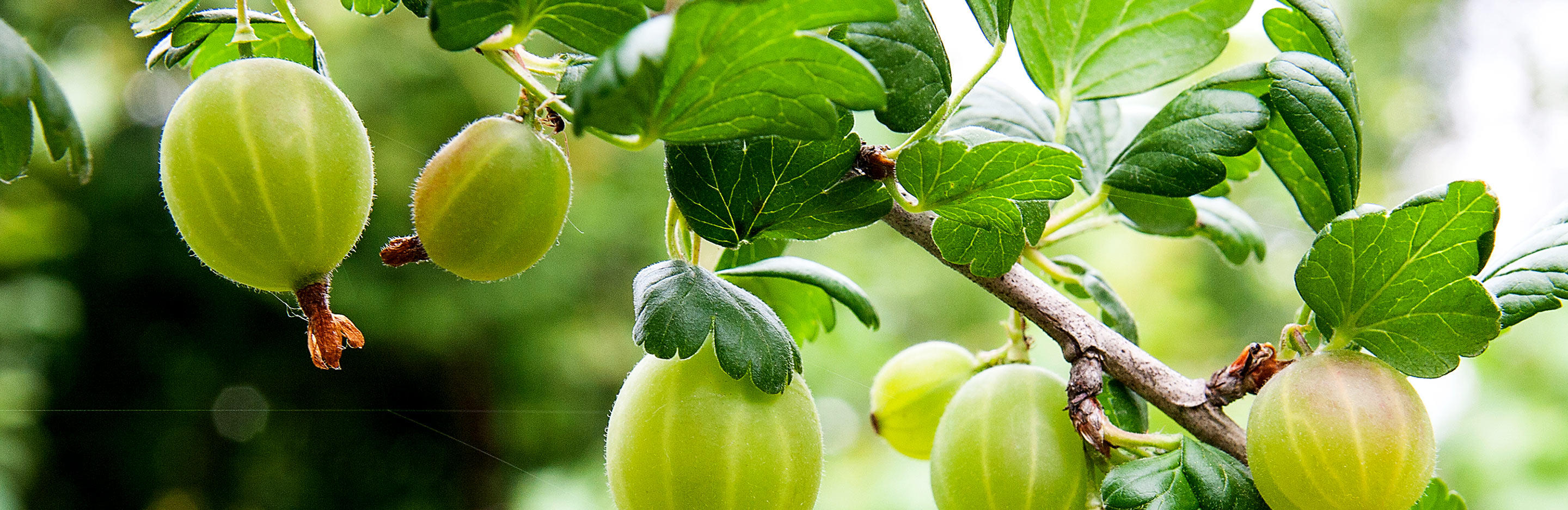 Feeding fruit bushes