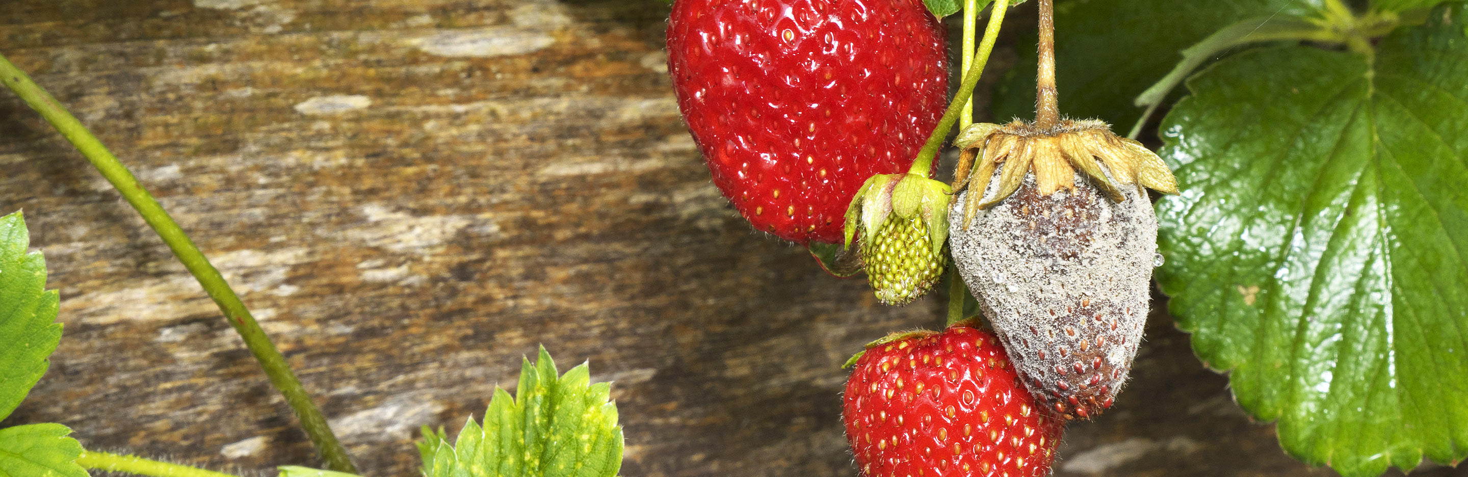 11 common fruit and vegetable diseases