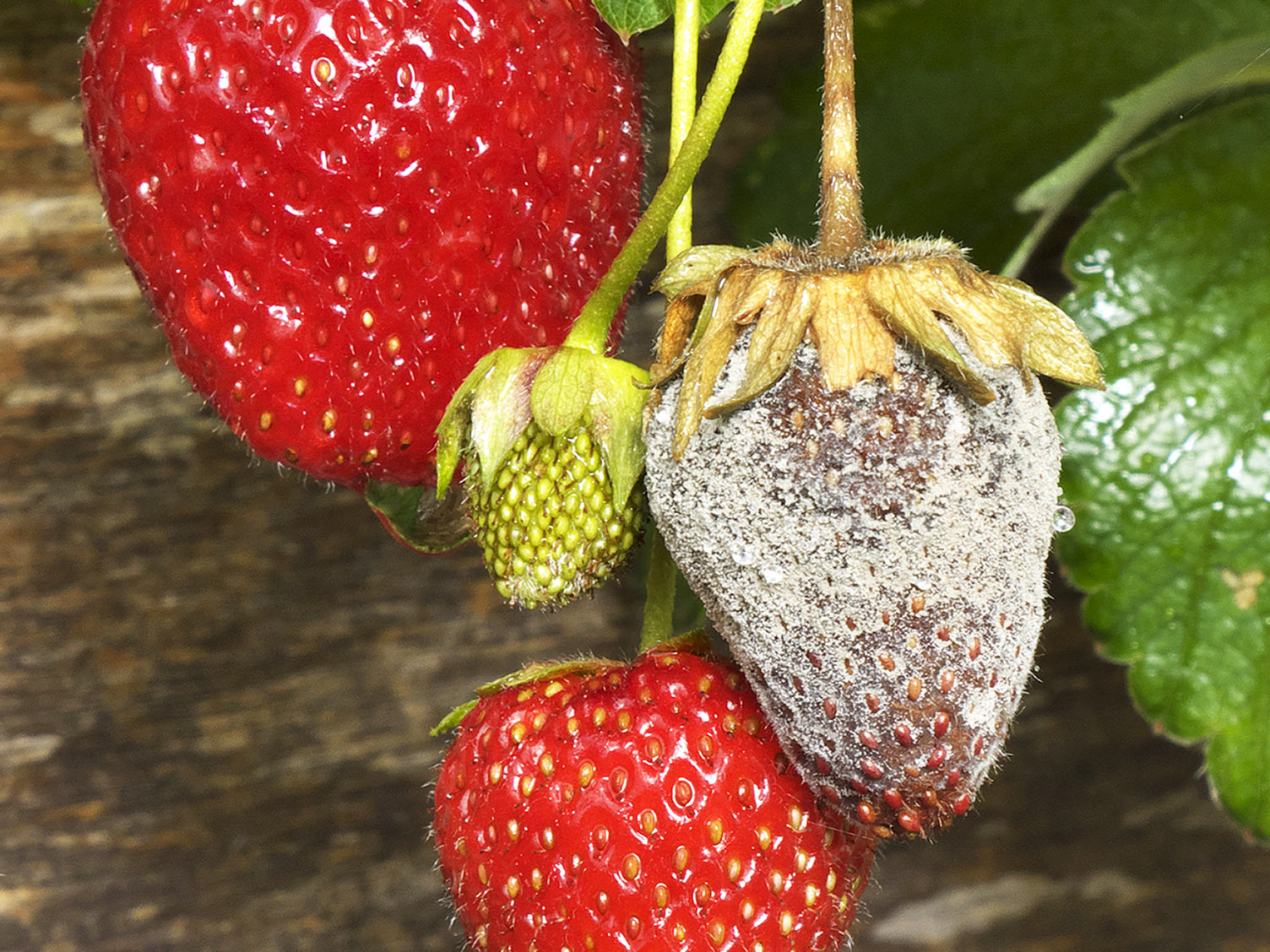What Causes Mold On Fruit what-causes-mold-on-fruit