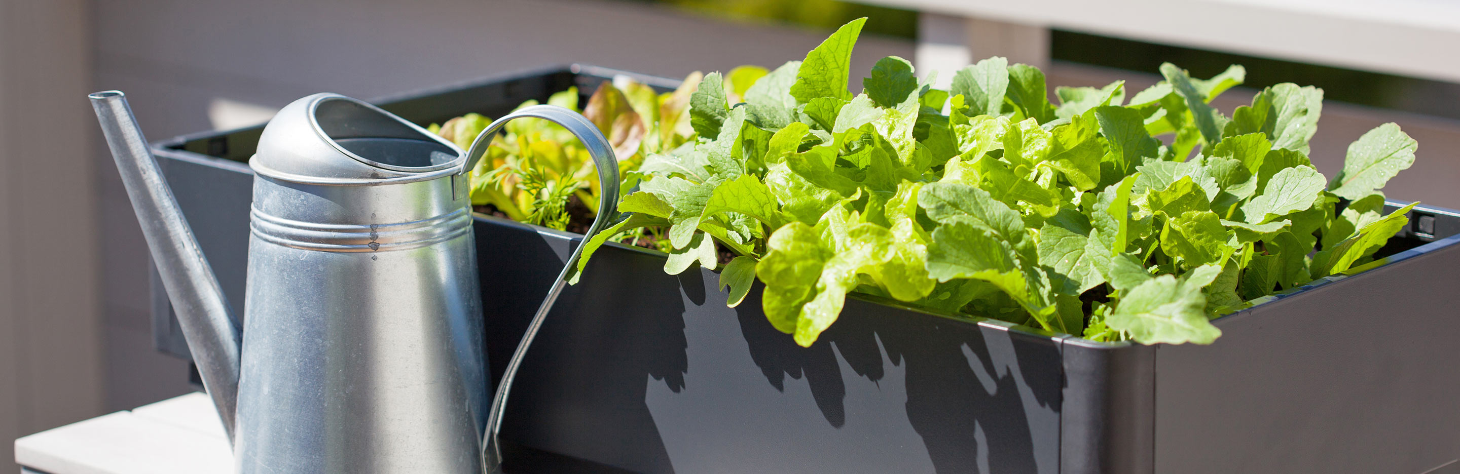 Growing fruit and veg in containers