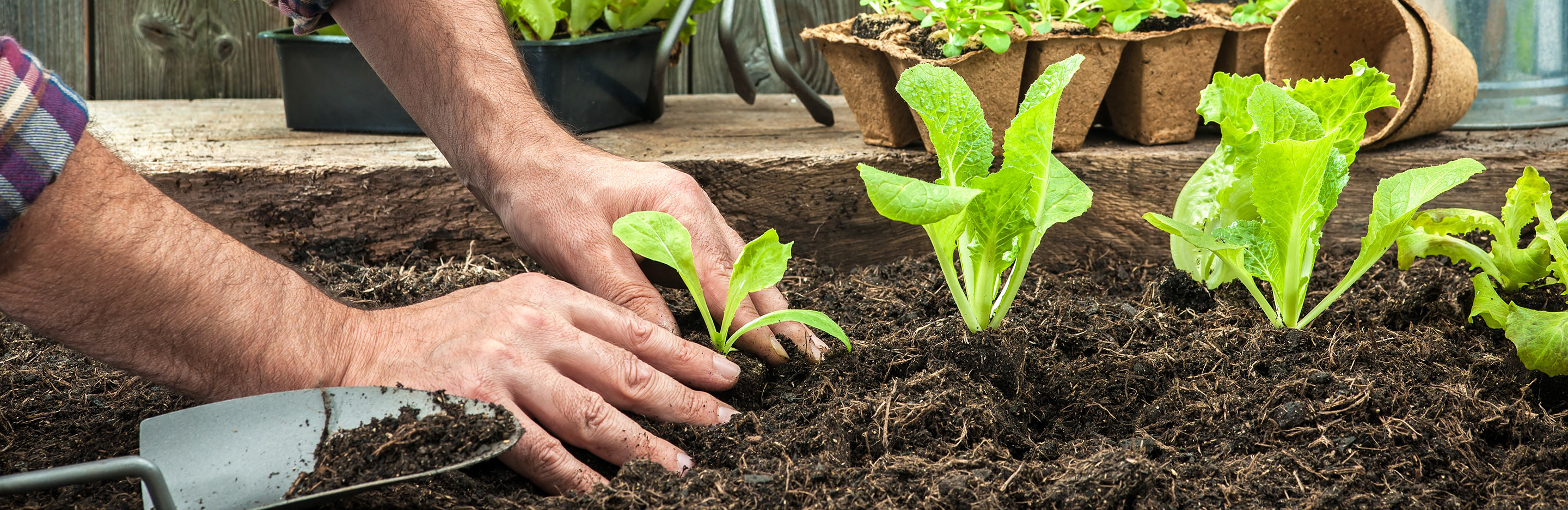 How to create a vegetable garden