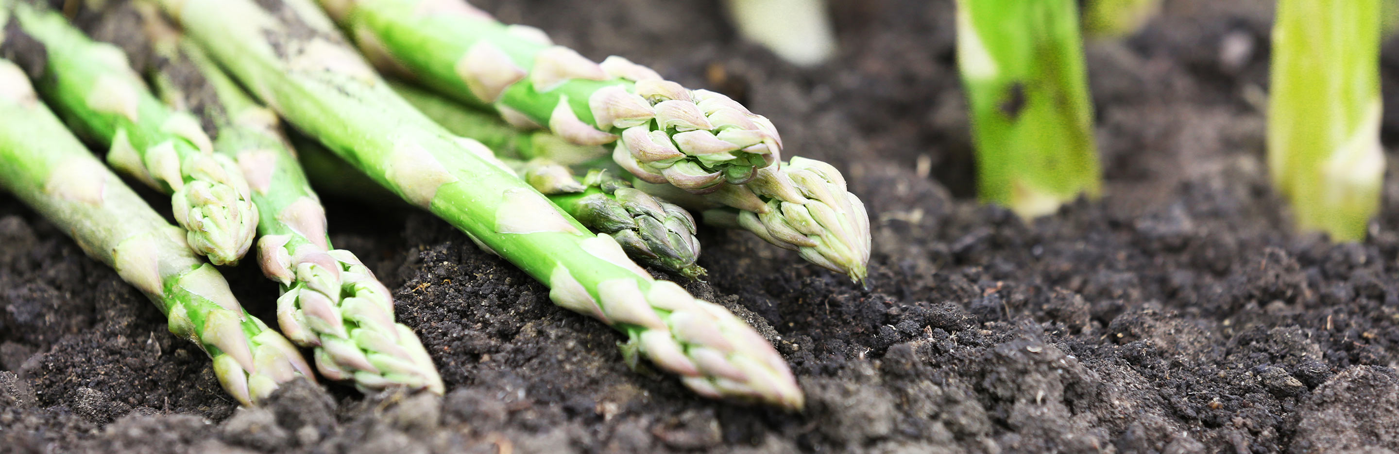 How to grow asparagus