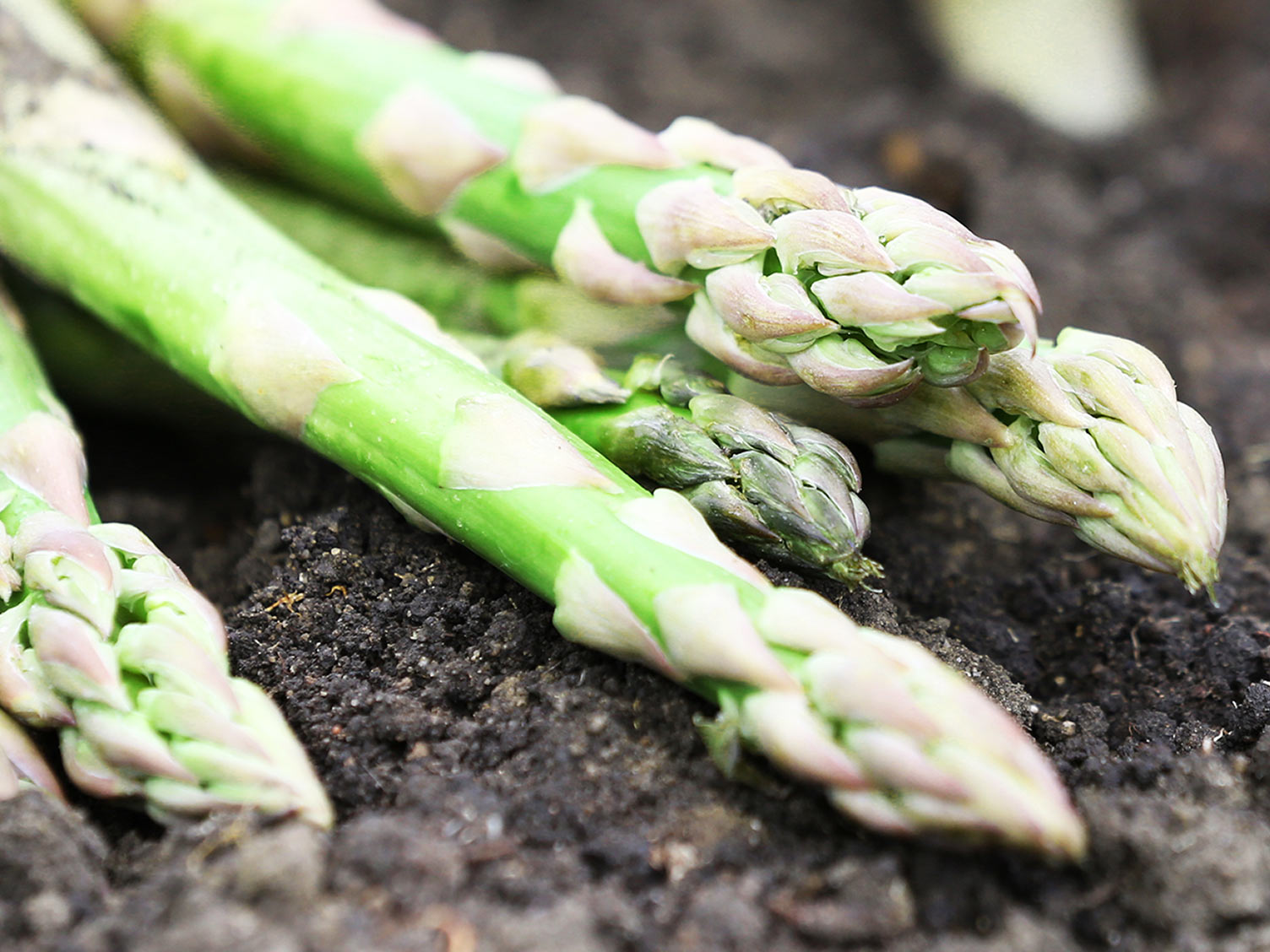 When to sow and grow Asparagus lovethegarden