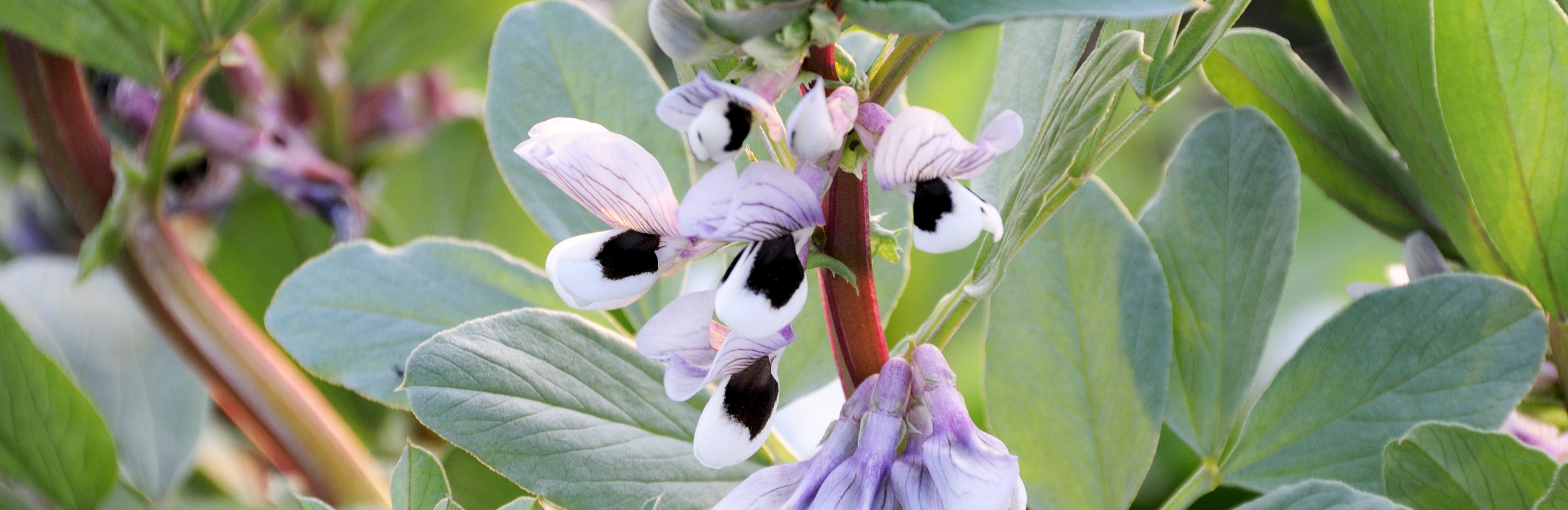How to grow broad beans