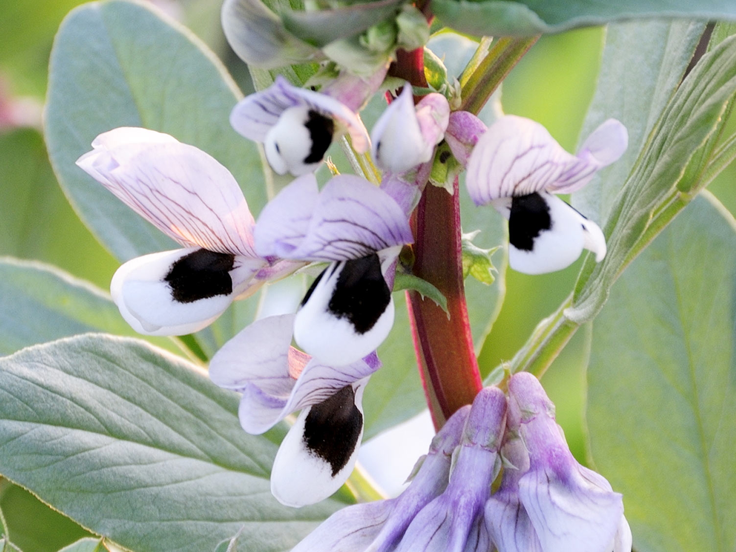 Broad beans when to sow and grow Love The Garden