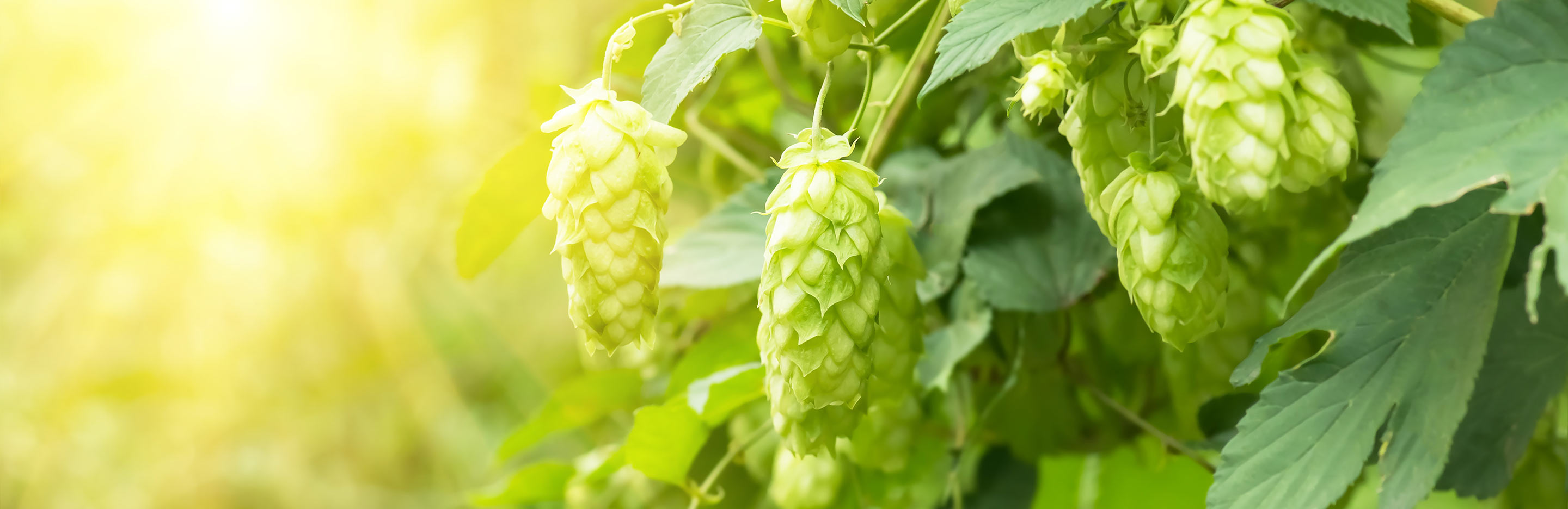How to grow hops