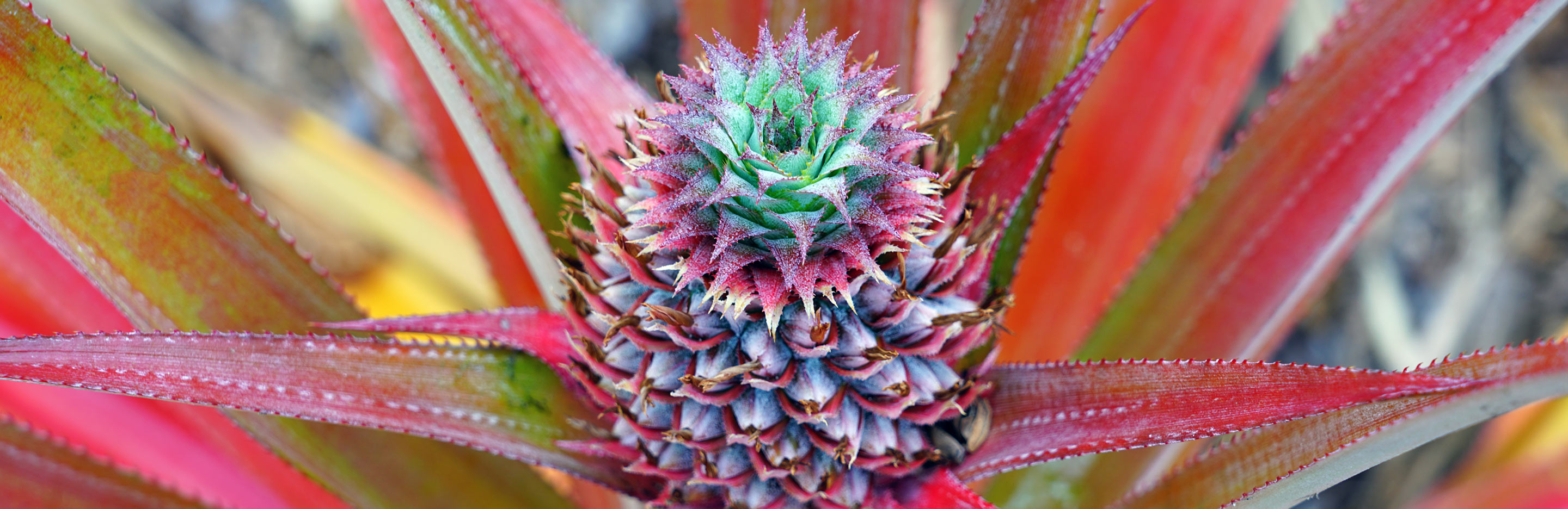 How to grow a pineapple