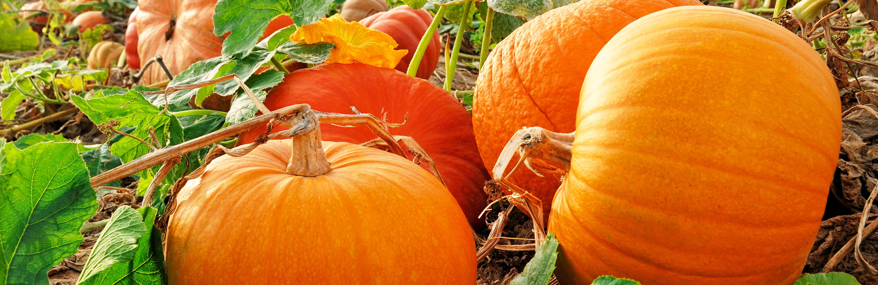 How to grow pumpkins