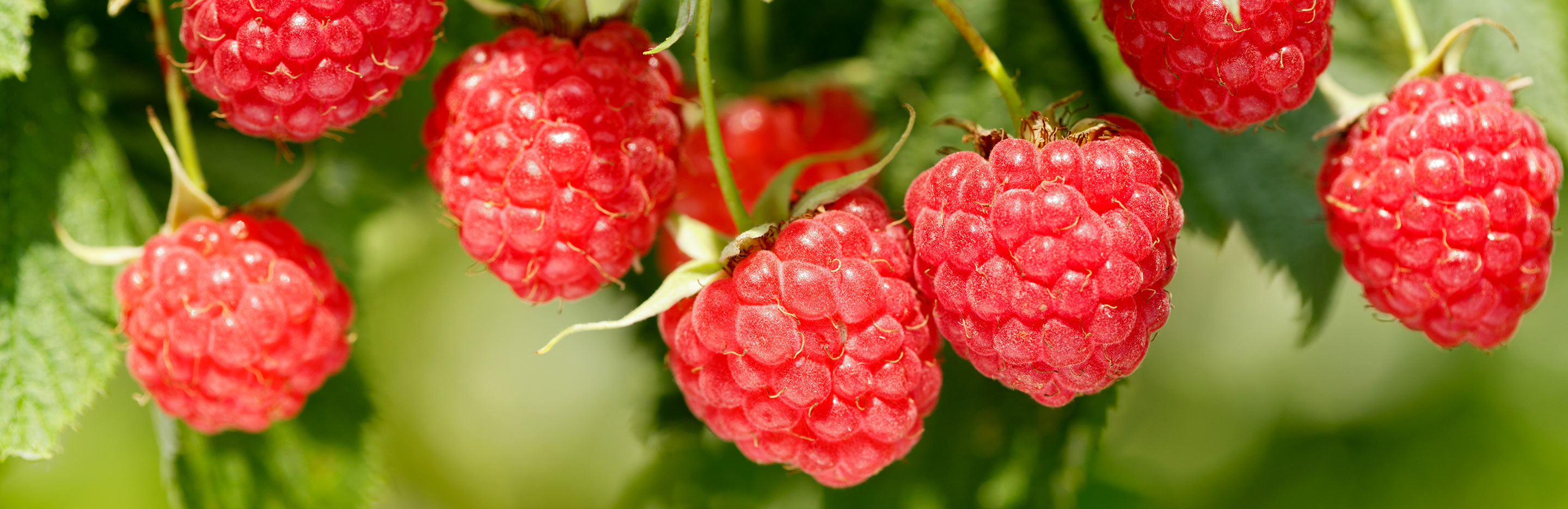 Planter Les Framboisiers