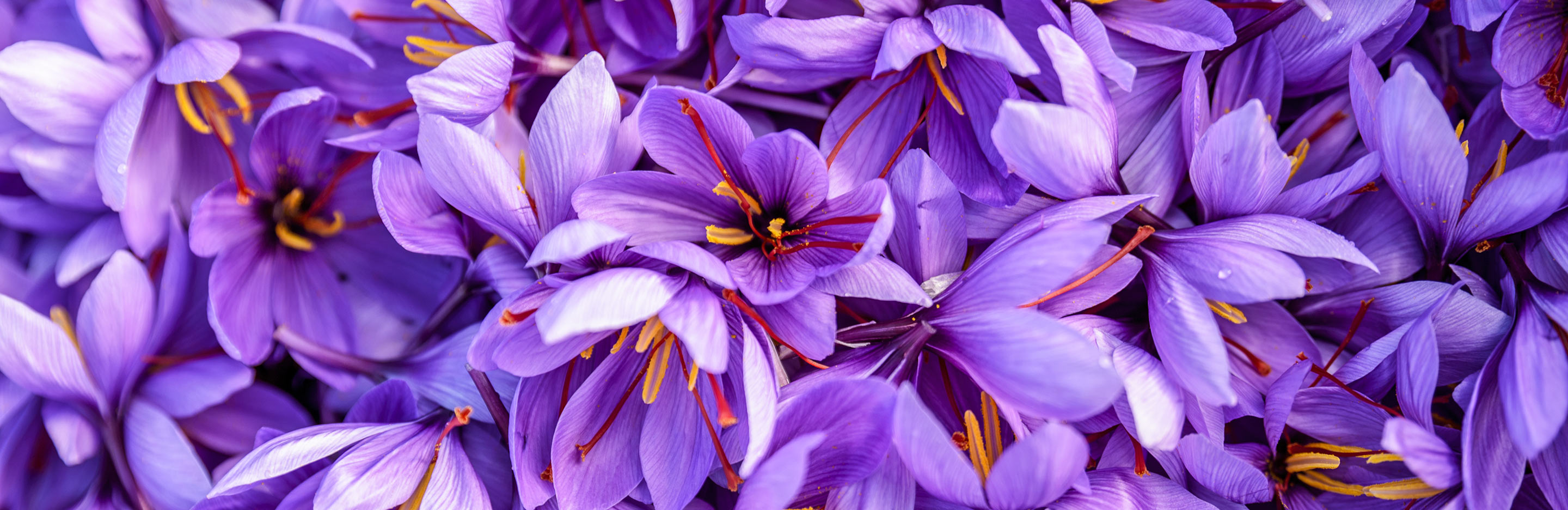 How to grow saffron