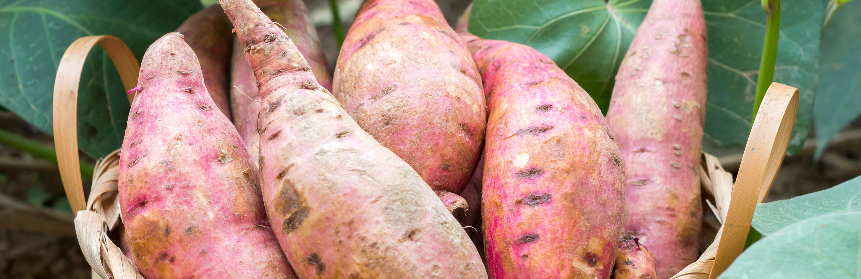 How to grow sweet potatoes