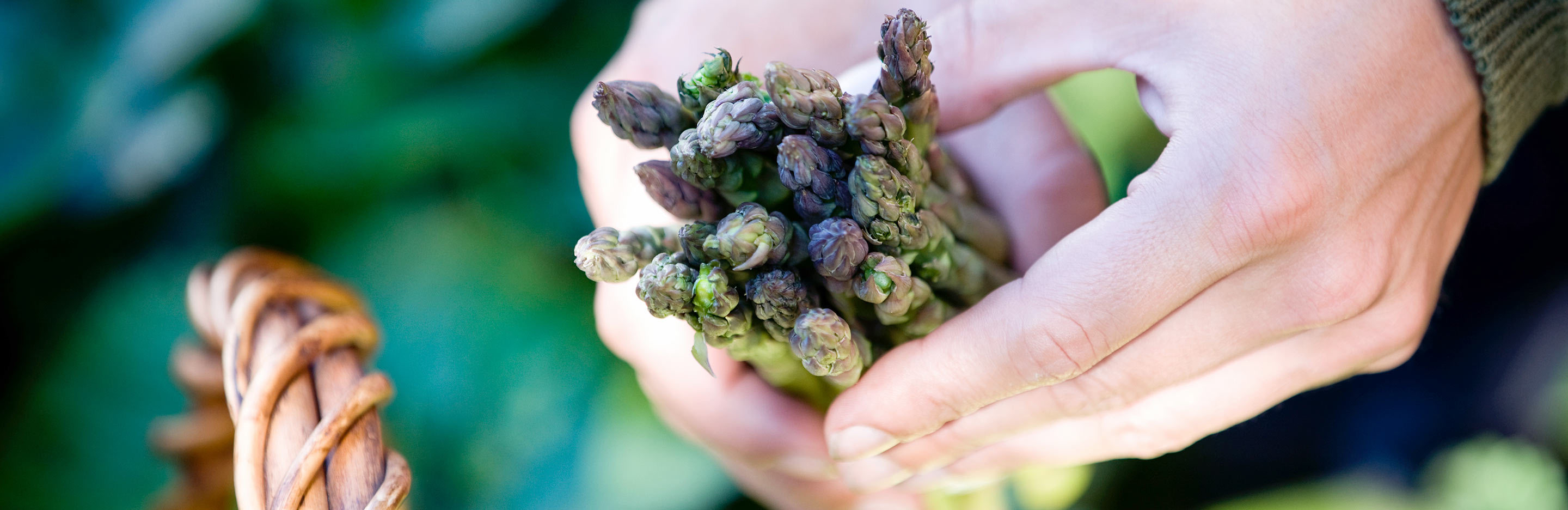 Raised beds: start to grow your own vegetables