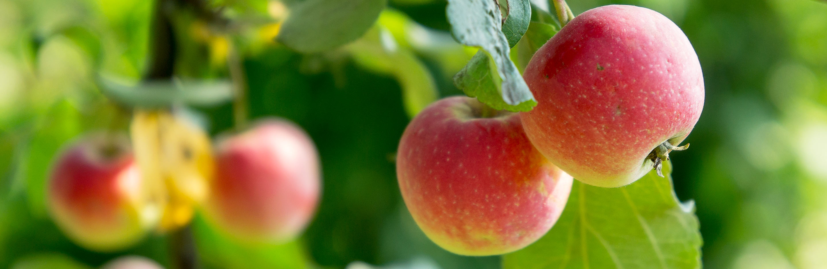 The best and easiest fruit to grow at home