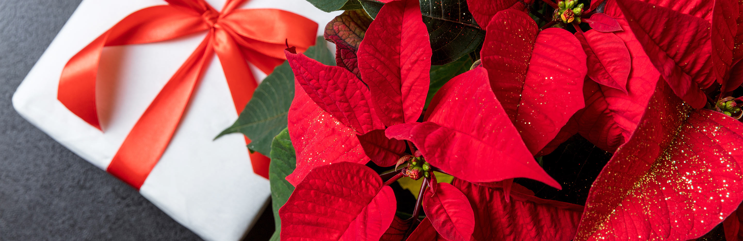Caring for Christmas houseplants