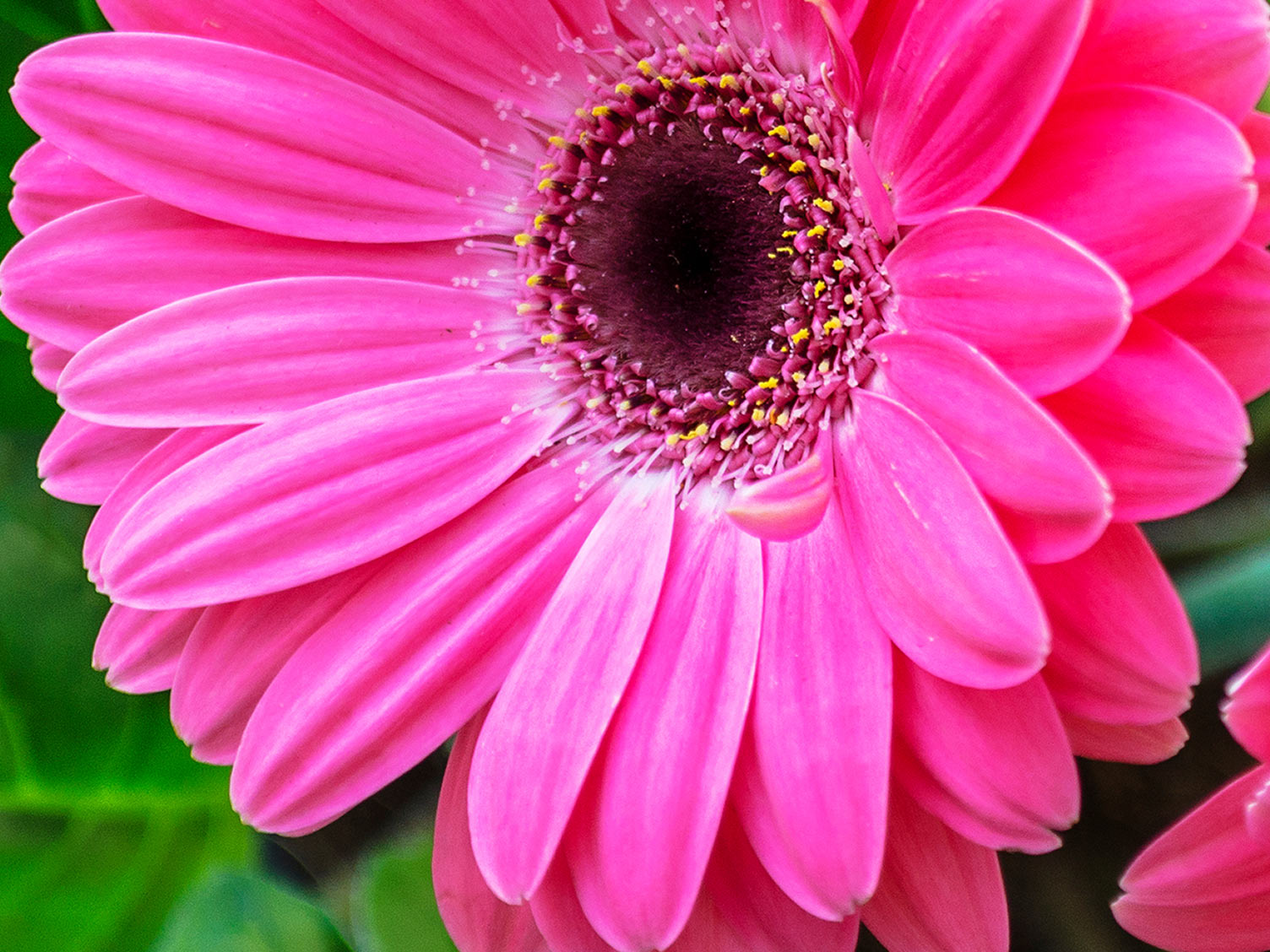 Low maintenance houseplants Love The Garden