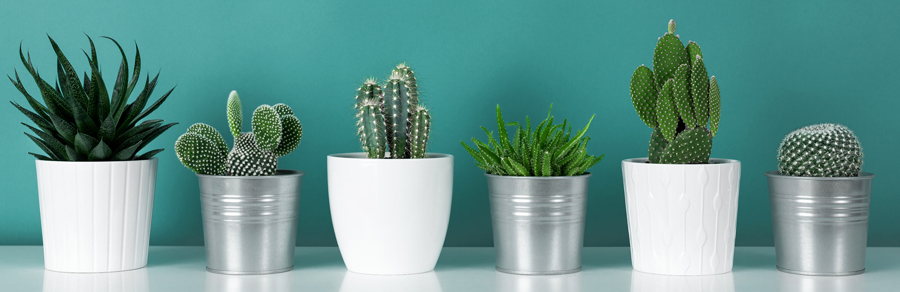 How to look after a cactus plant