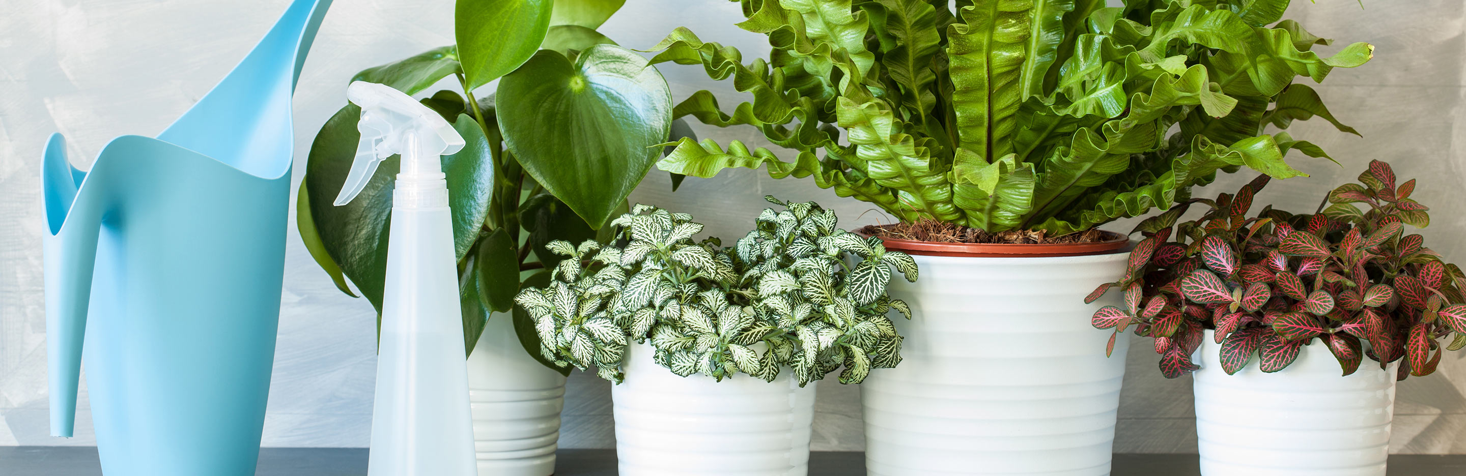 How to make your houseplants happy