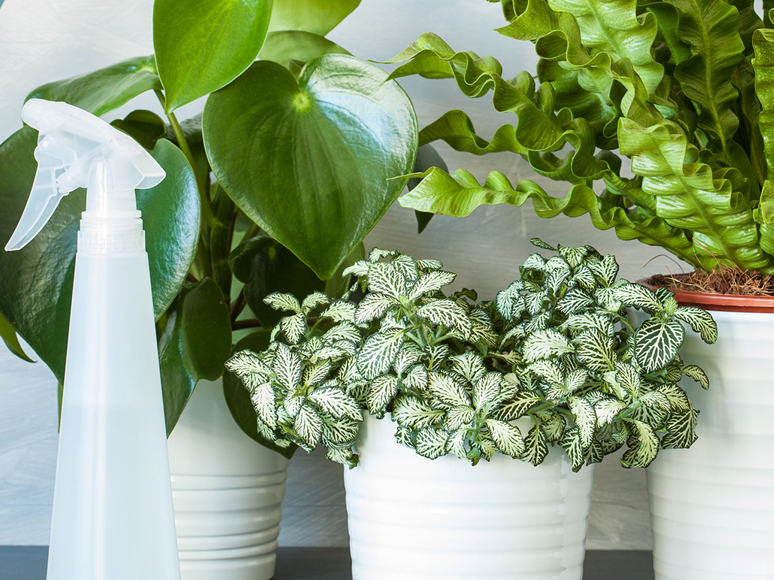 Best houseplants to boost the look of your home Love The Garden