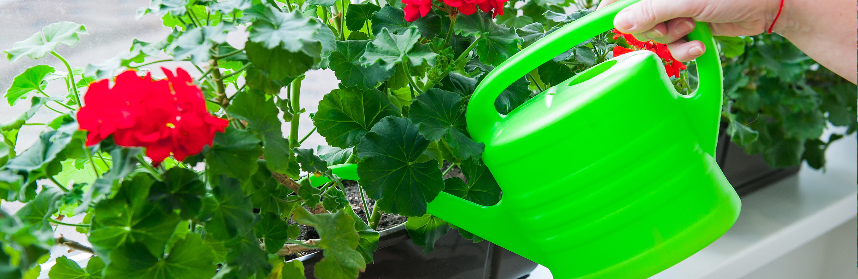 How to water houseplants