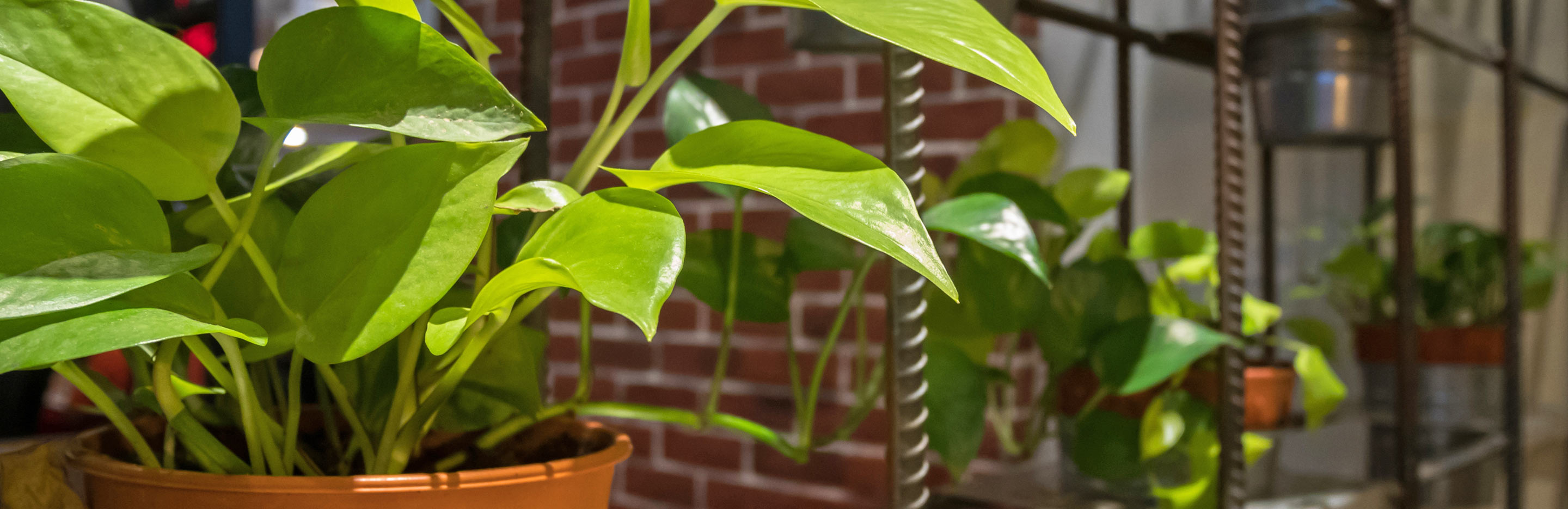 Plant care tips: where to place houseplants