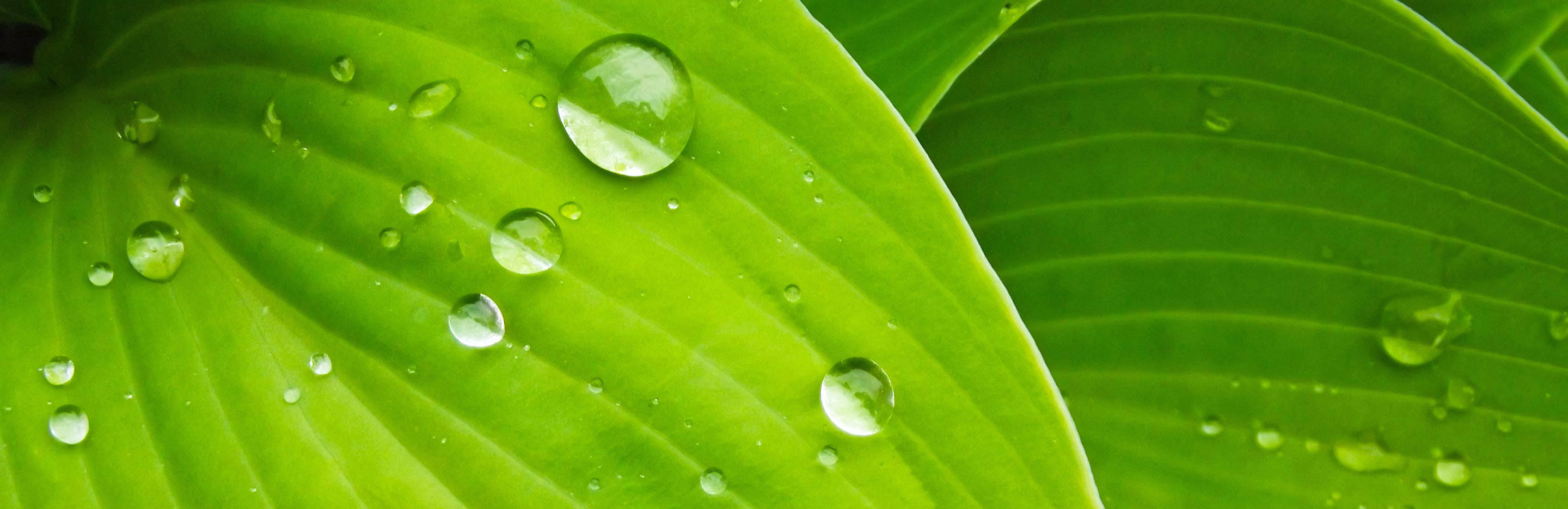 Making the best use of water