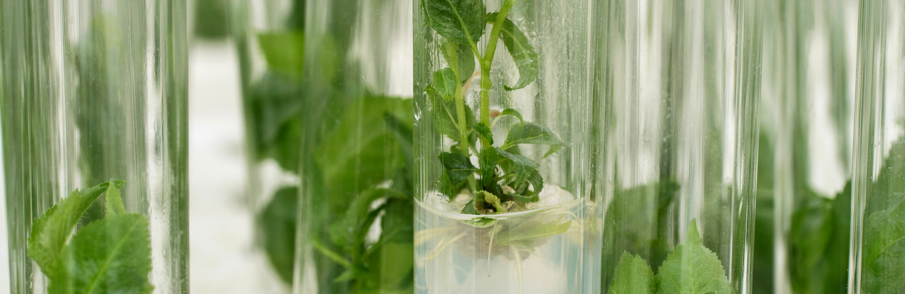 Micropropagation versus traditional plant propagation