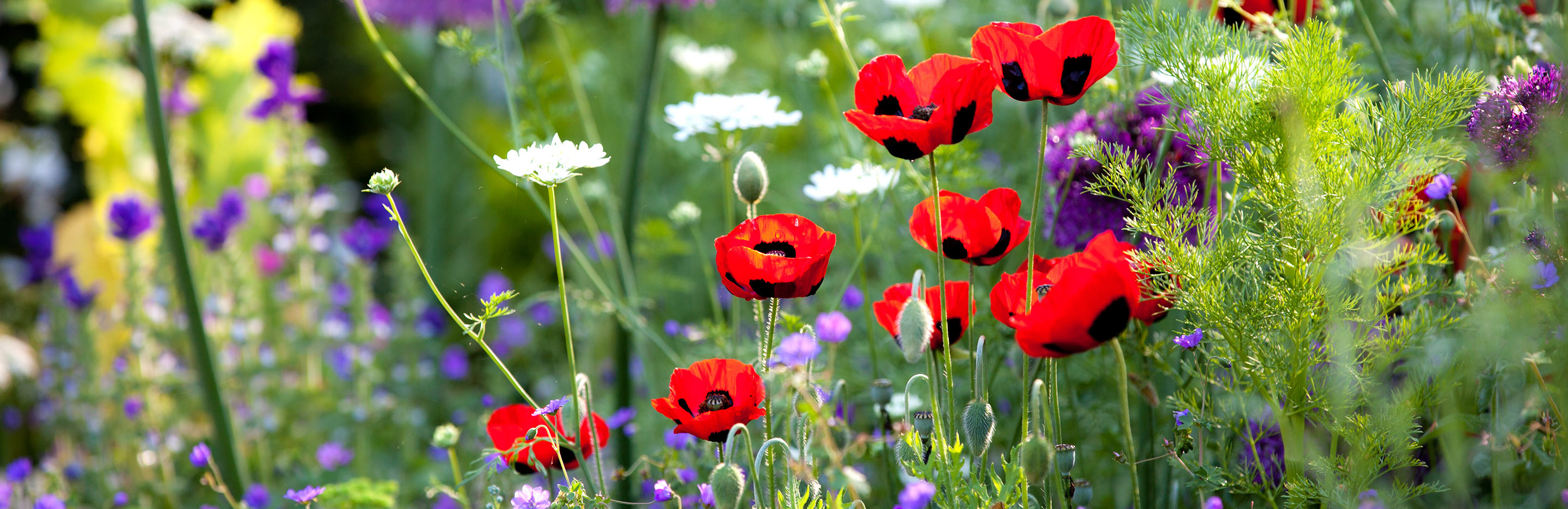 Guide to plant feeding