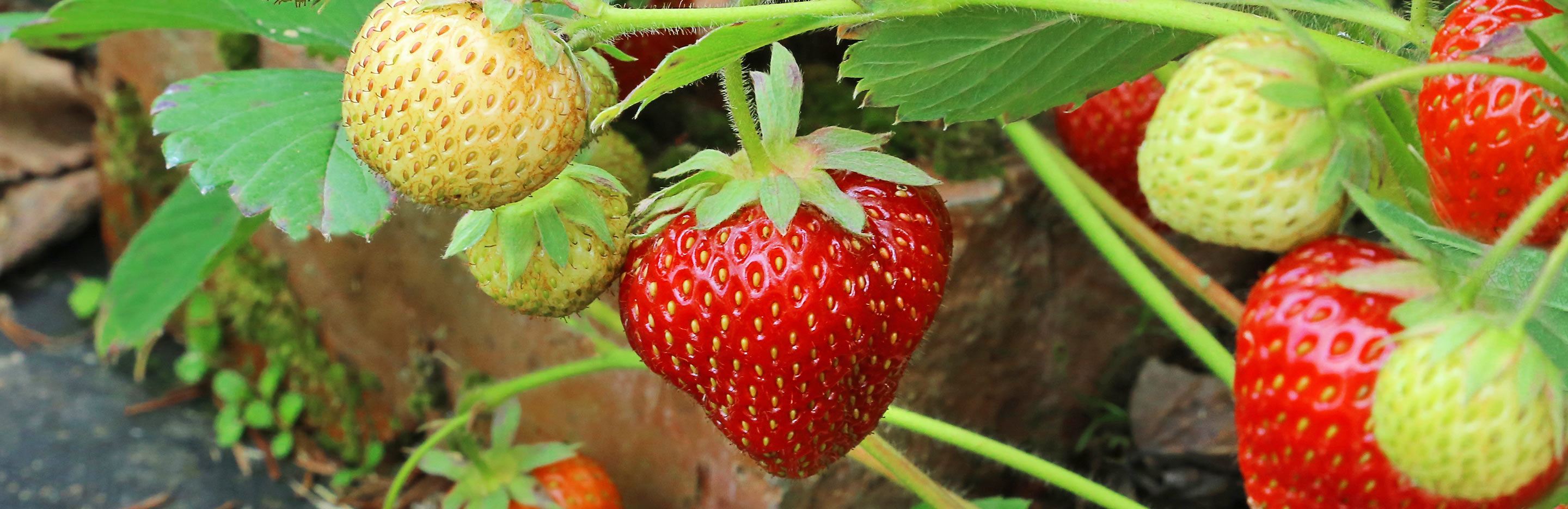 Straight answers to plant feeding