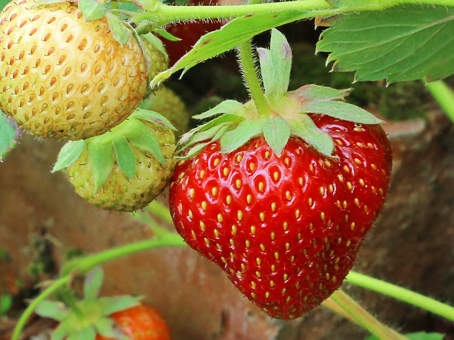 How to Feed Plants Love The Garden