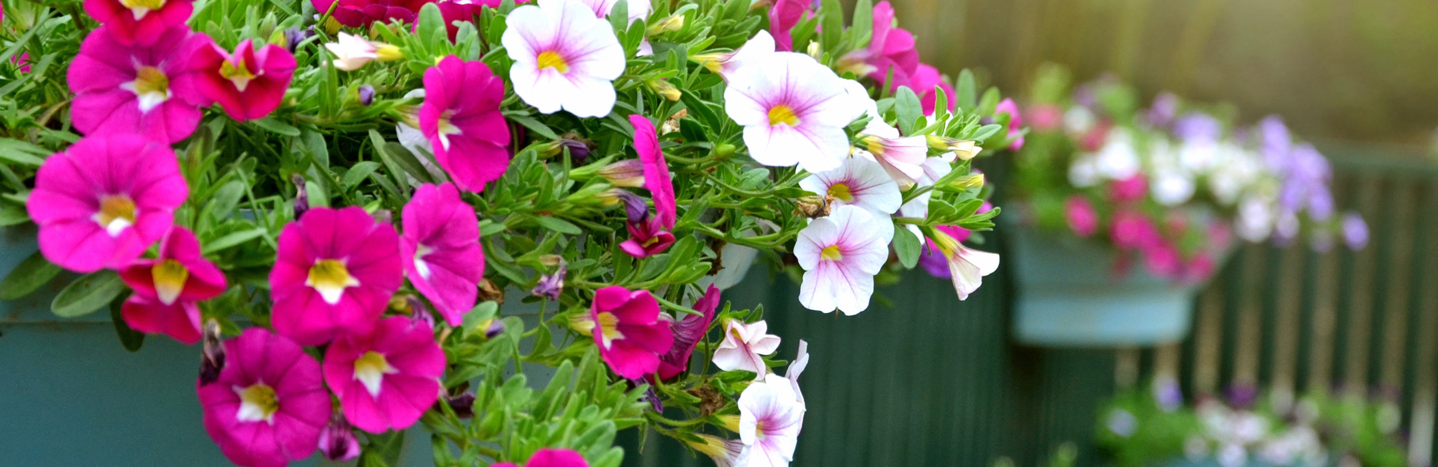 Colourful containers and beautiful baskets