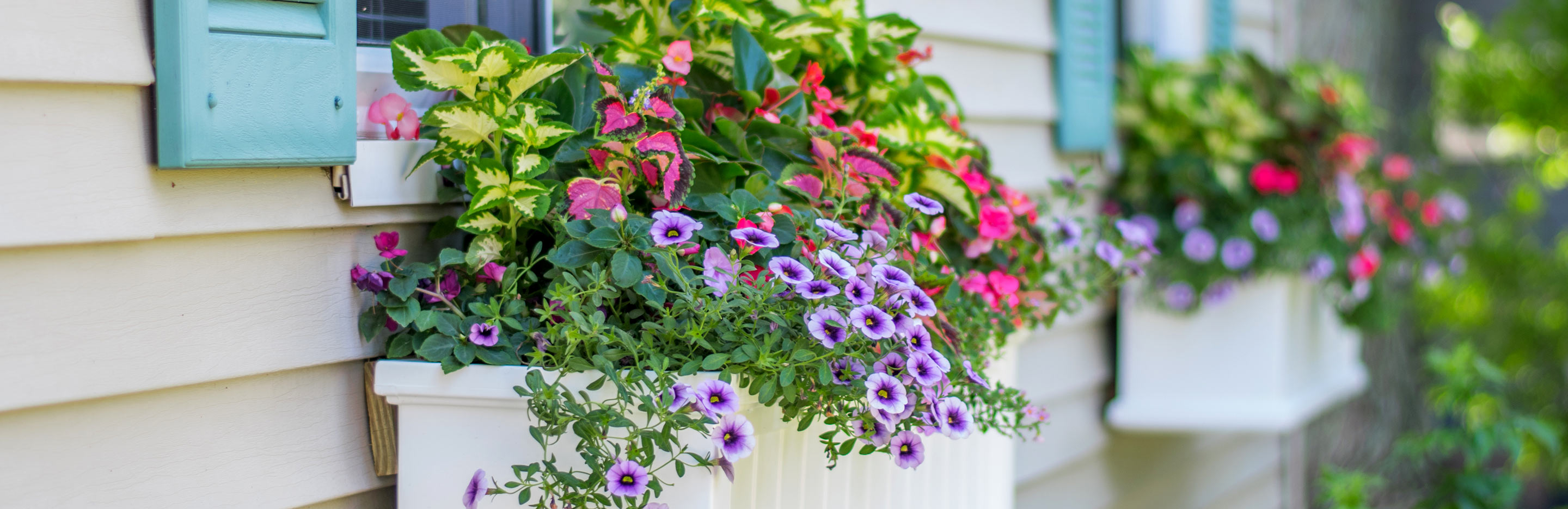 A guide to using pots, tubs and window boxes