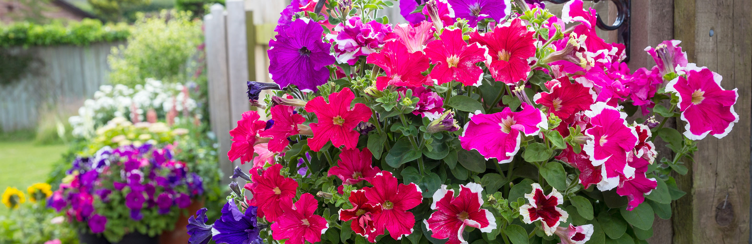 How to plant a hanging basket