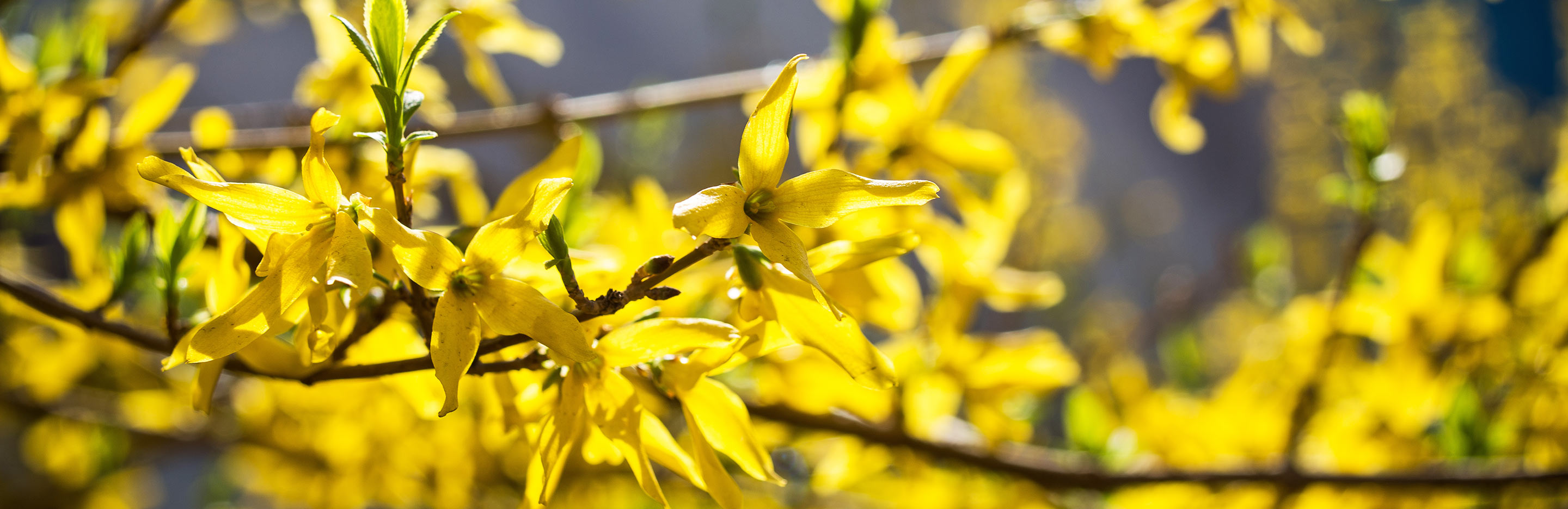 What to plant in autumn and winter containers