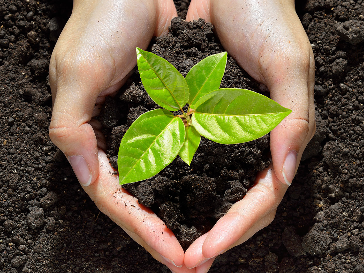 Growing Plants From Seeds and Cuttings Love The Garden