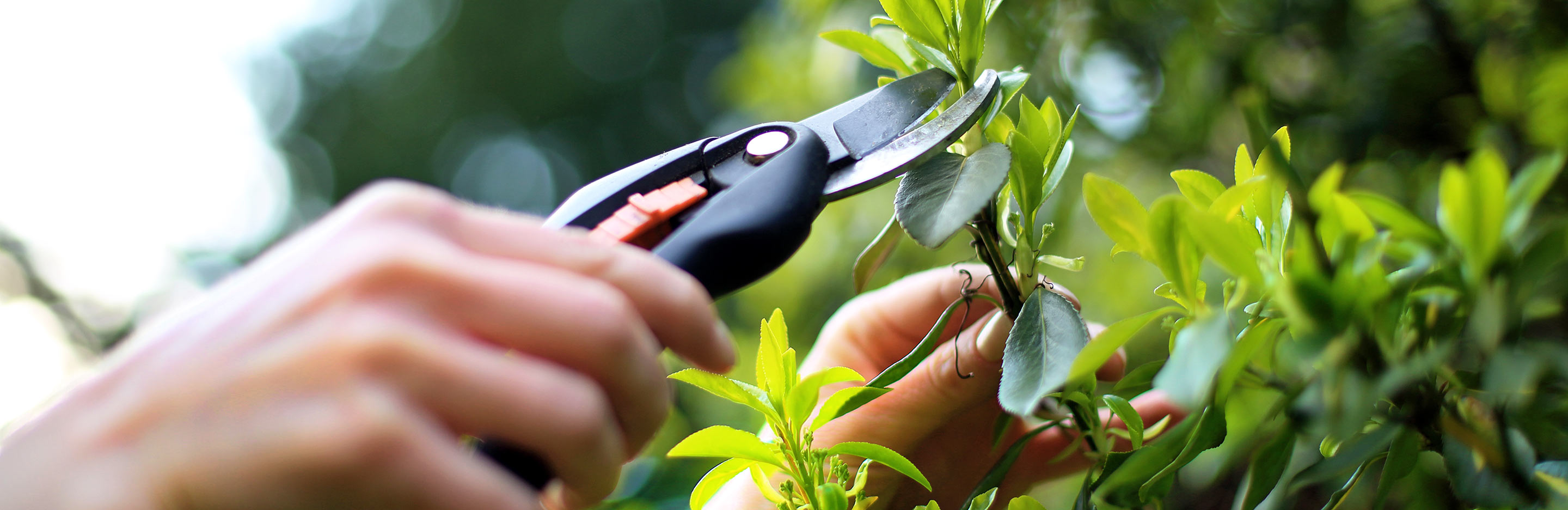 How and when to take plant cuttings