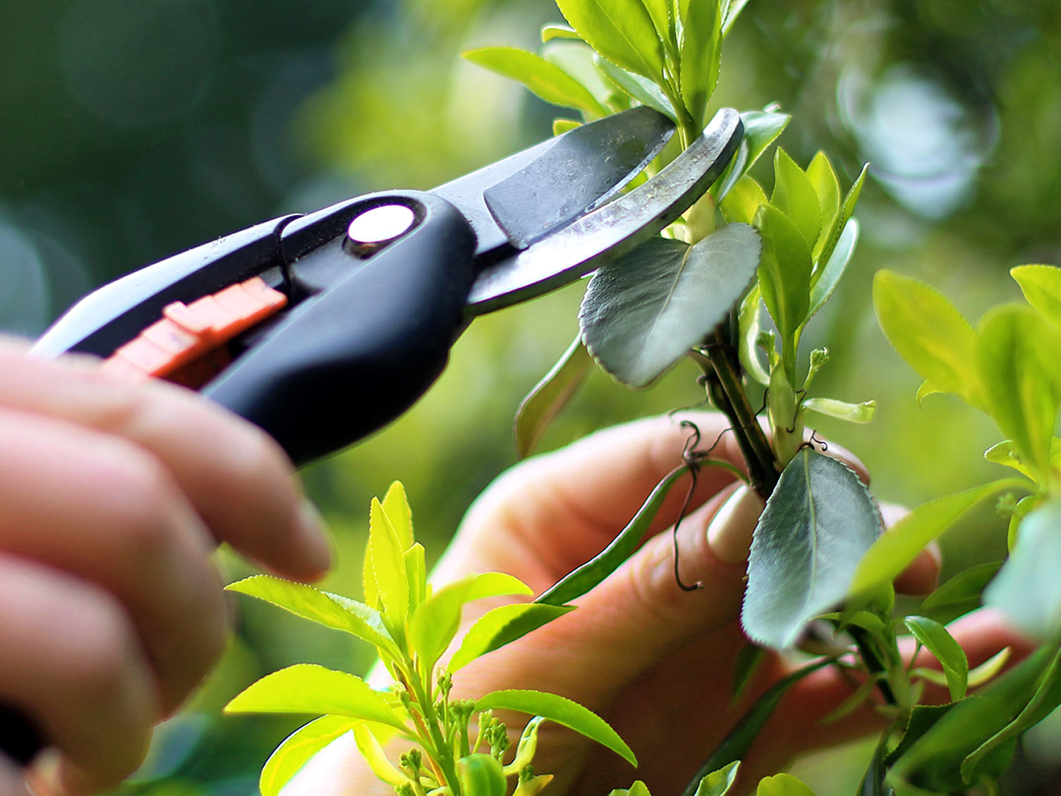 Growing Plants From Seeds and Cuttings Love The Garden