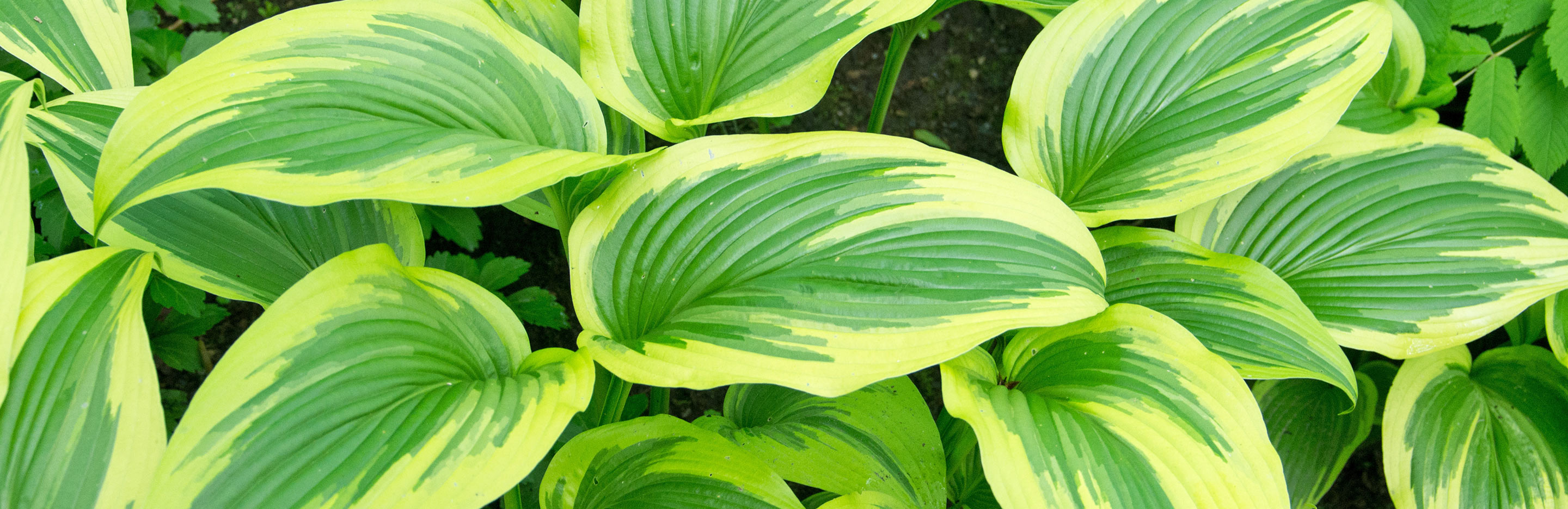 How to split perennials