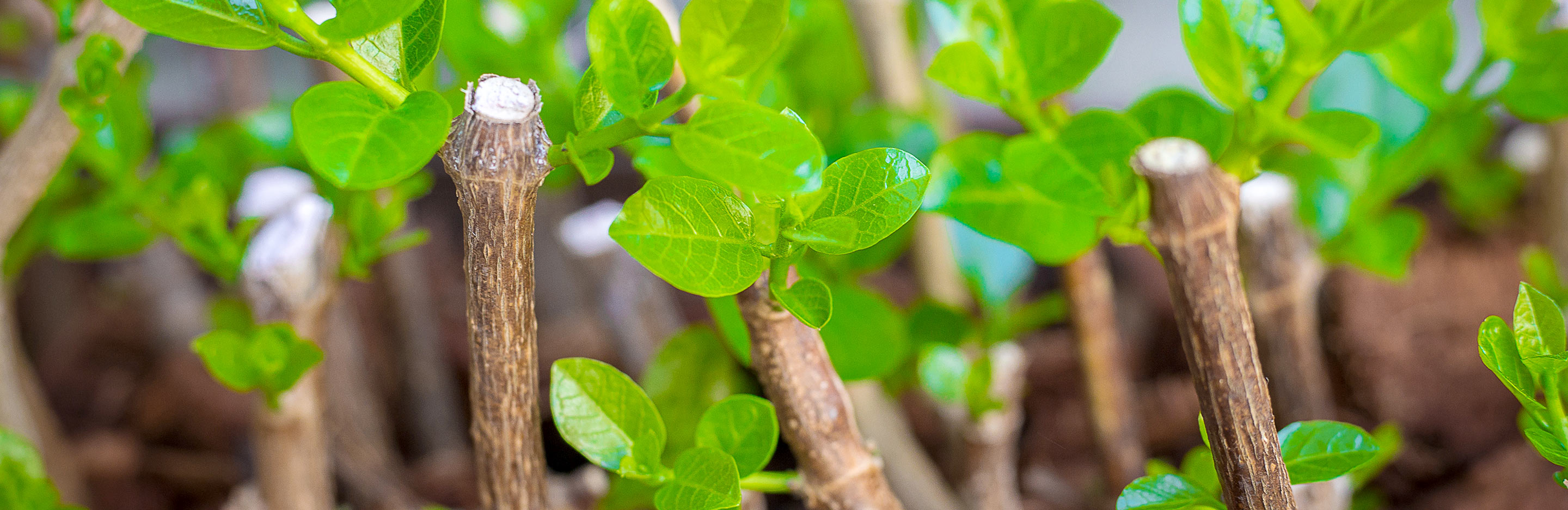 Rooting stems and cuttings