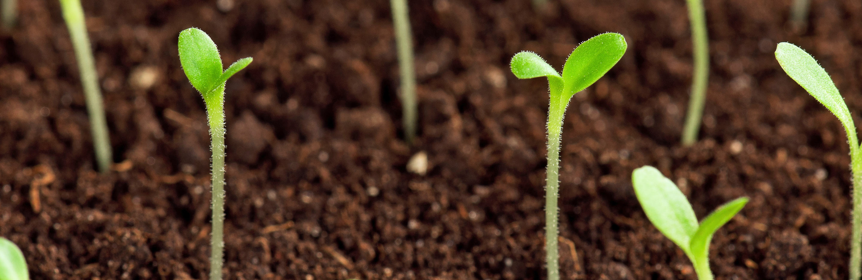 A guide to sowing seeds outdoors