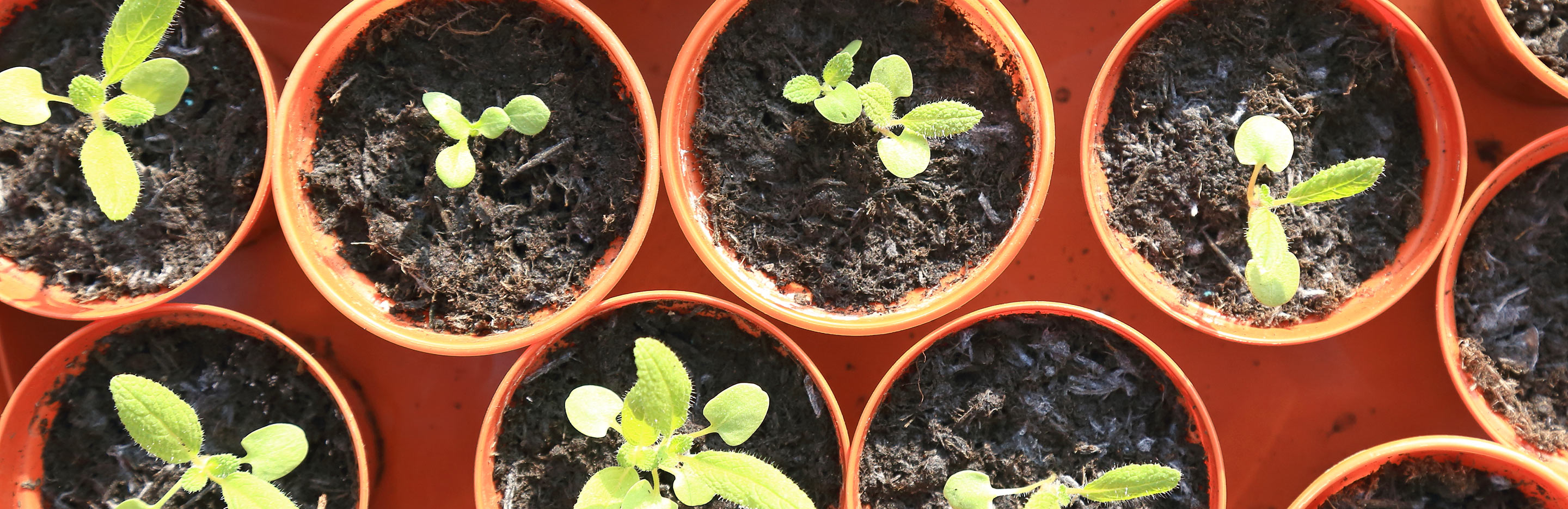 Sowing seeds indoors