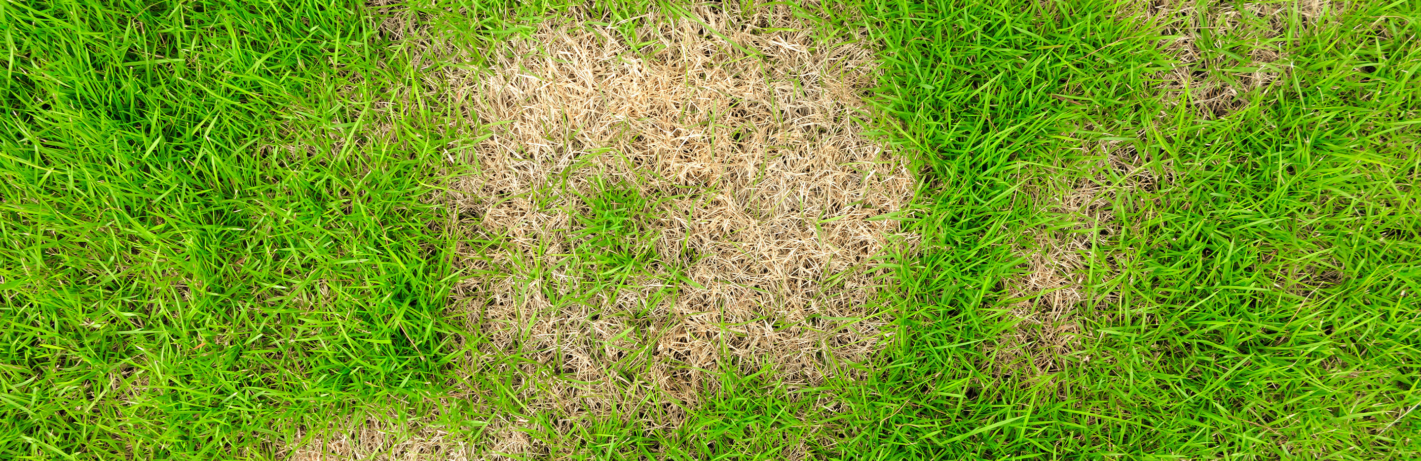 Common lawn problems and how to fix them