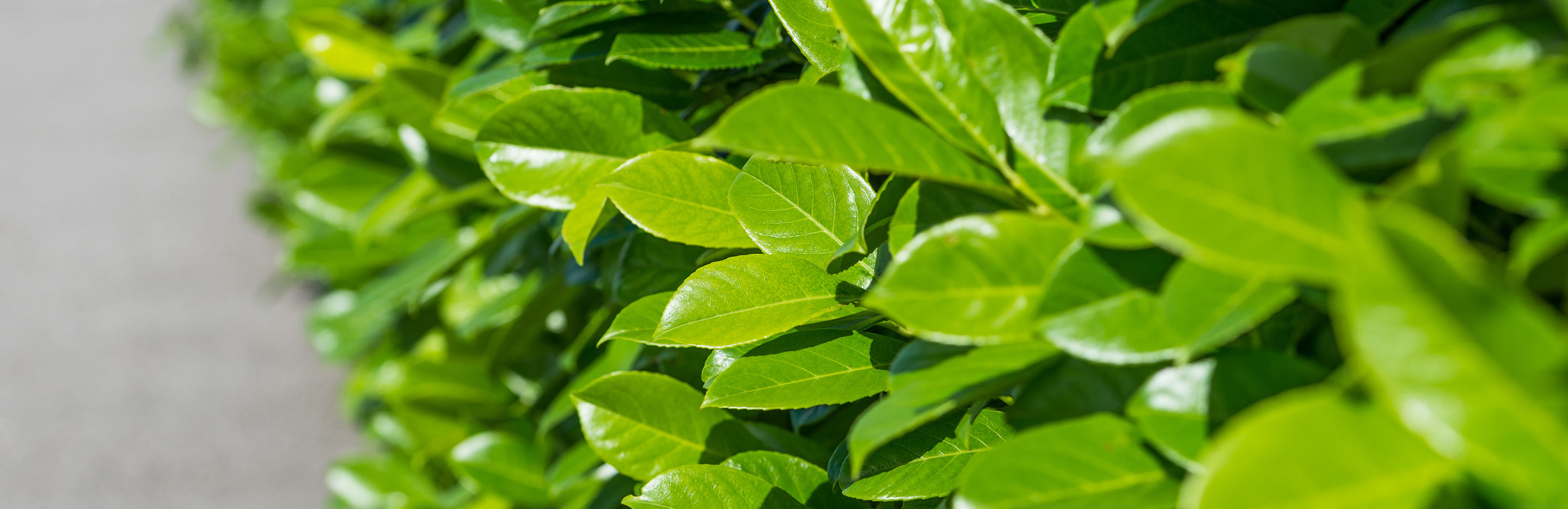 Haies : Planter, Semer