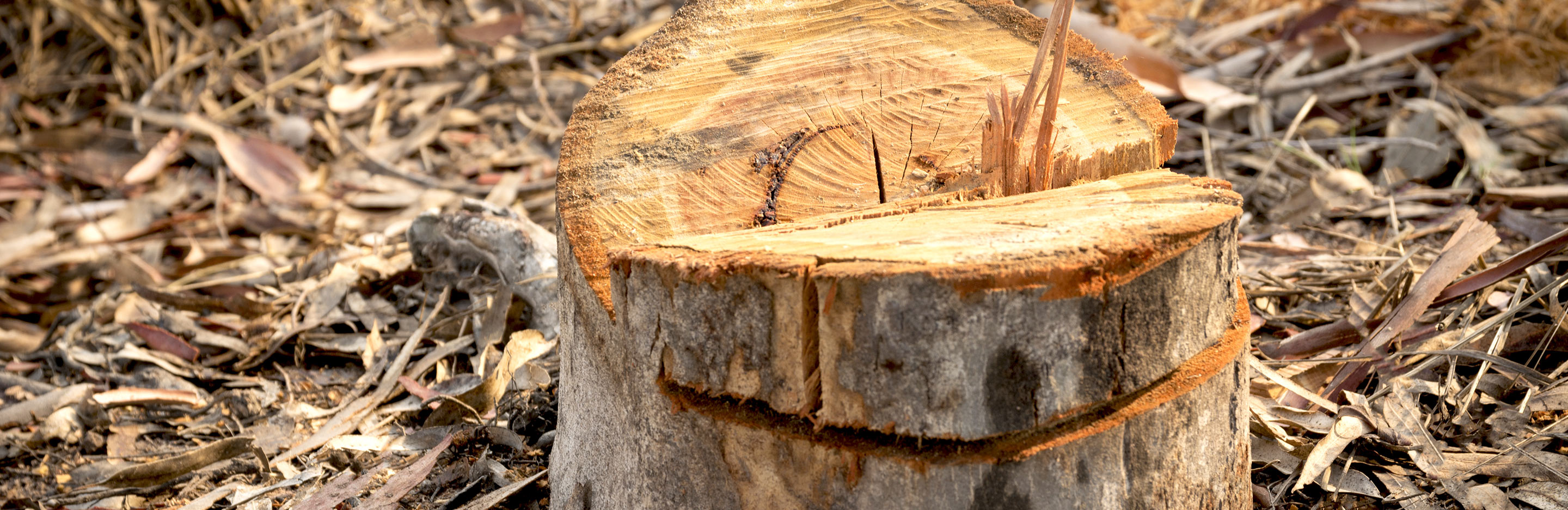 How to remove tough tree stumps and roots