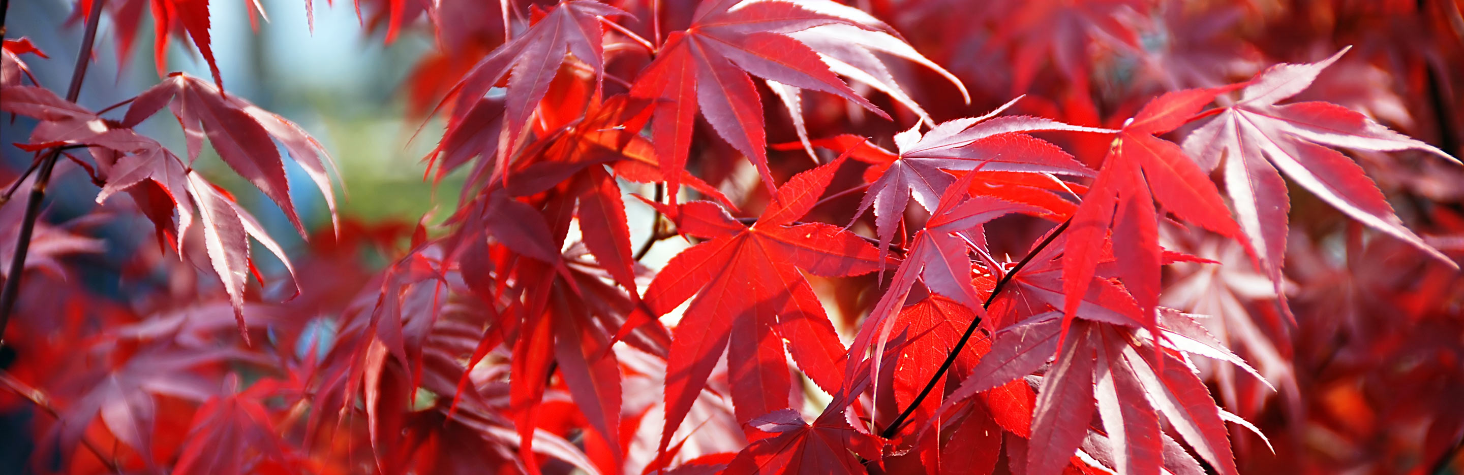 Trees for small gardens