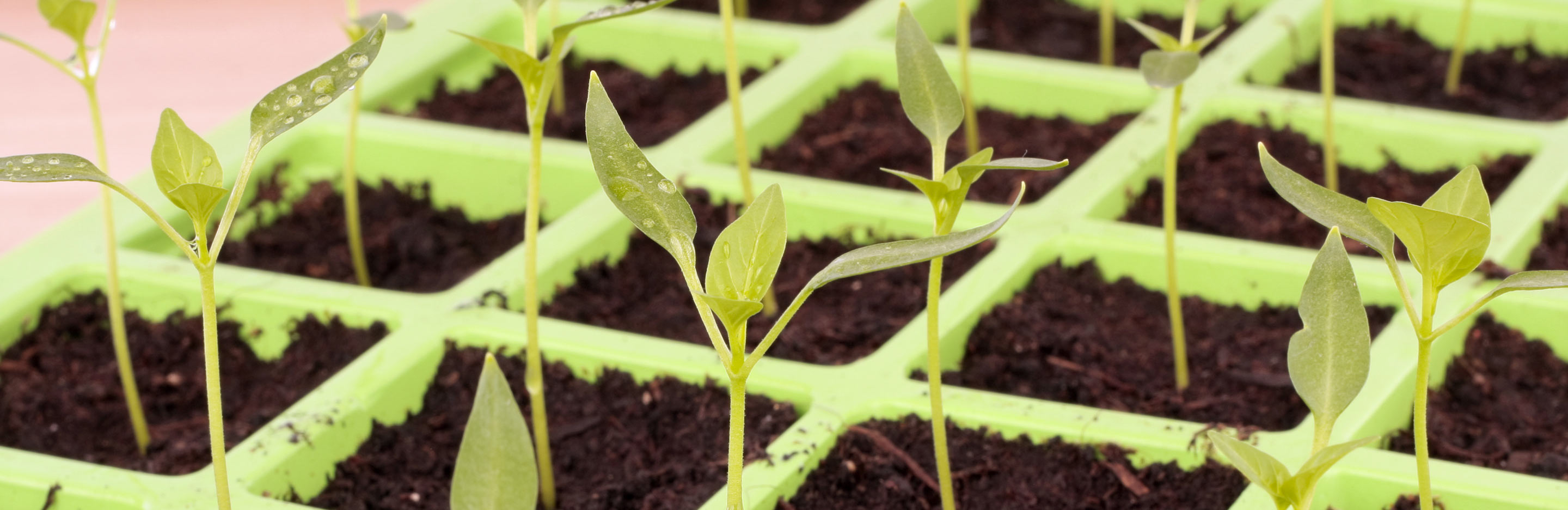 What is propagation and how do I do it?