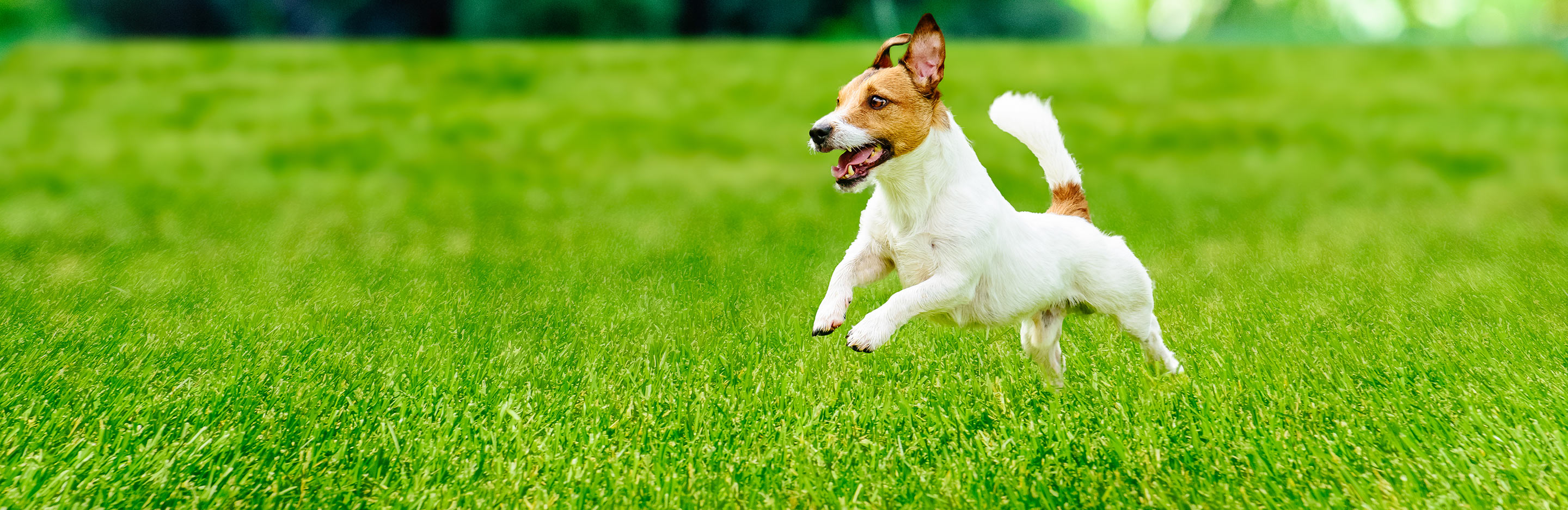 Un Chien Dans Le Jardin