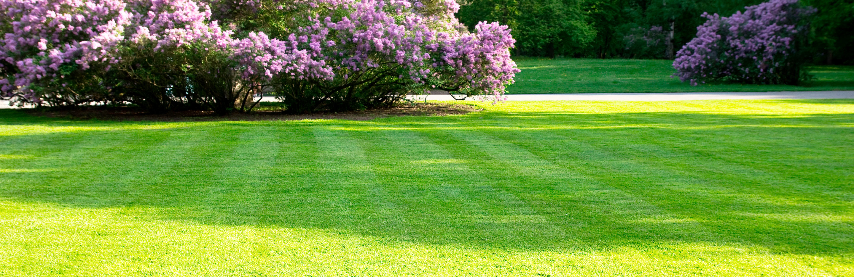 Spring lawn care